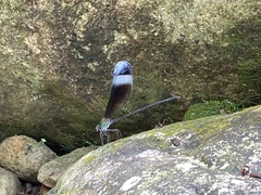 Psolodesmus mandarinus