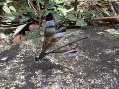 Psolodesmus mandarinus