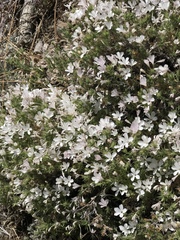 Linanthus