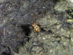 Theridion zantholabio