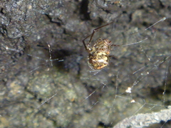 Theridion zantholabio