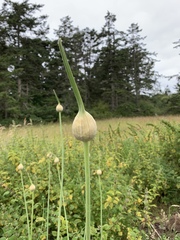 Allium