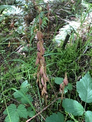 Corallorhiza striata