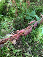 Corallorhiza striata