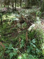 Corallorhiza striata