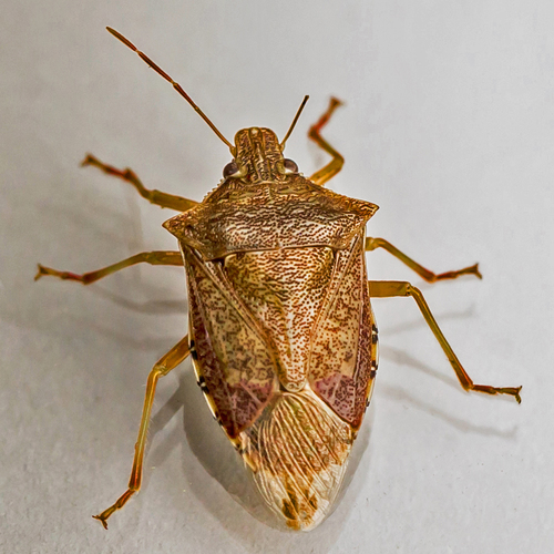 spined soldier bug