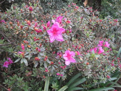 Rhododendron lepidotum