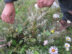 Hippophae salicifolia