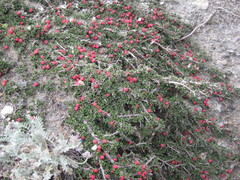 Cotoneaster microphyllus