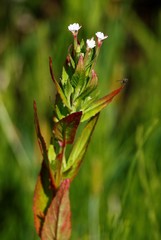 Epilobium glandulosum