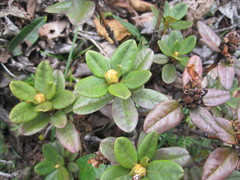 Rhododendron