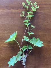 Alchemilla glabra