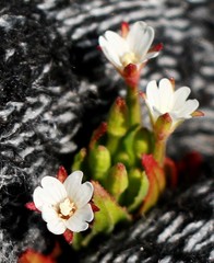 Epilobium glandulosum