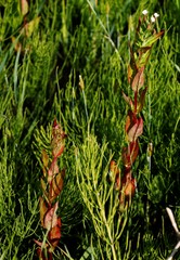 Epilobium glandulosum