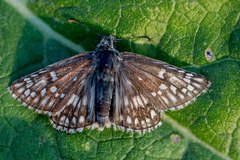 Pyrgus sidae