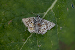 Pyrgus sidae