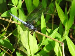 Orthetrum glaucum