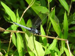 Orthetrum glaucum