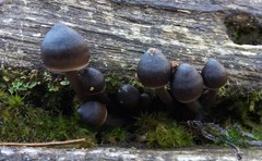 Mycena nargan