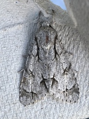 Acronicta psi