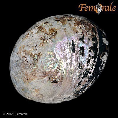 Black Abalone