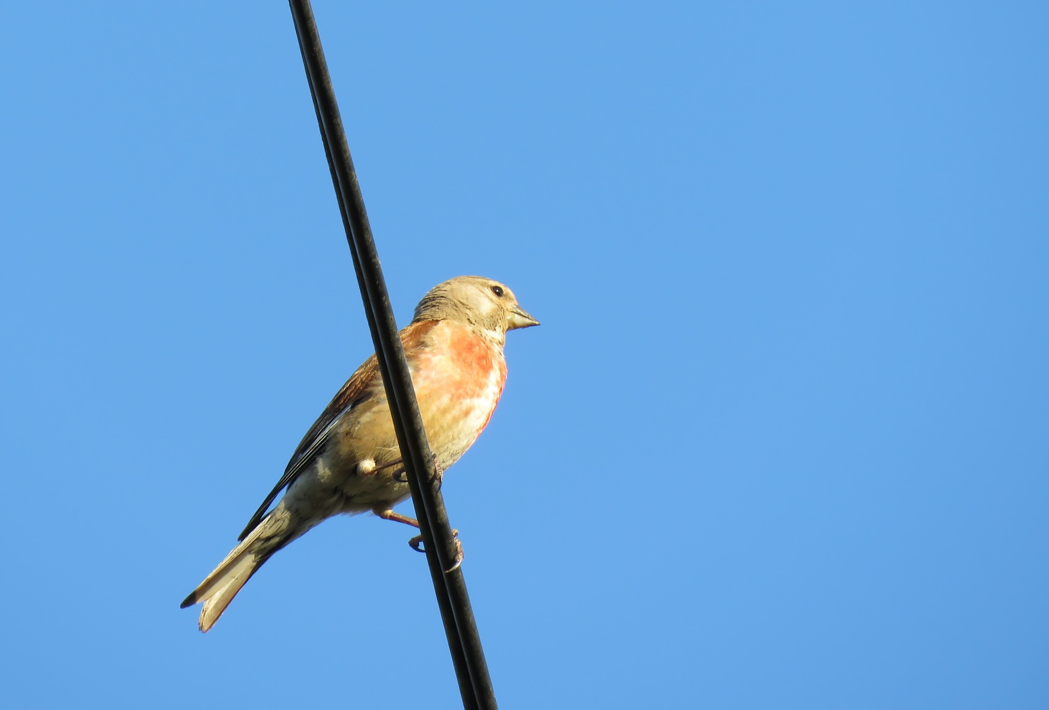 Common Linnet