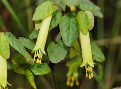 Correa reflexa lobata