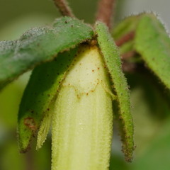 Correa reflexa lobata