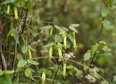 Correa reflexa lobata
