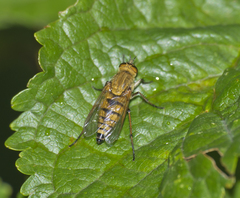 Thereva inornata