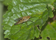 Thereva inornata