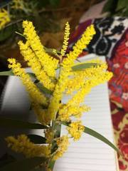 Juliflorae