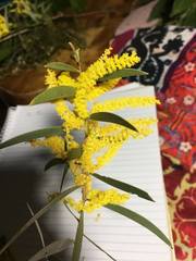 Juliflorae