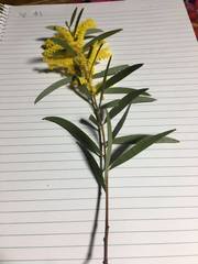 Juliflorae