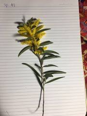Juliflorae