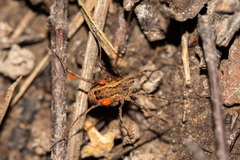 Lacinius ephippiatus