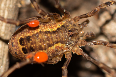 Lacinius ephippiatus