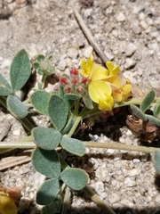 Acmispon decumbens davidsonii
