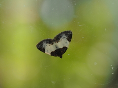 Mesoleuca albicillata