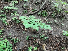 Actaea spicata