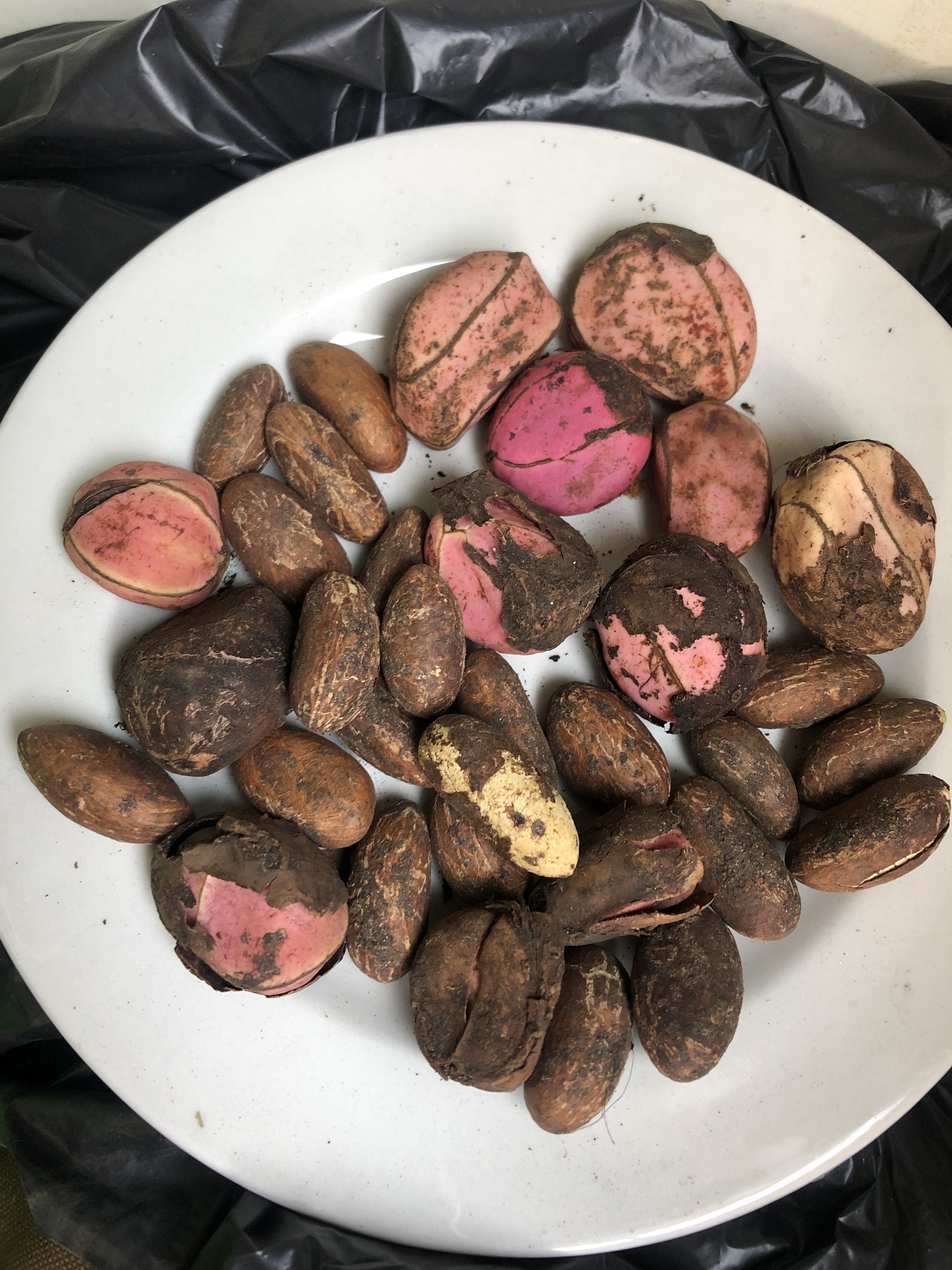 Imagem de Orogbo