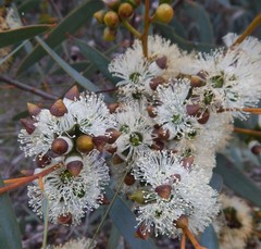 Eucalyptus diversifolia