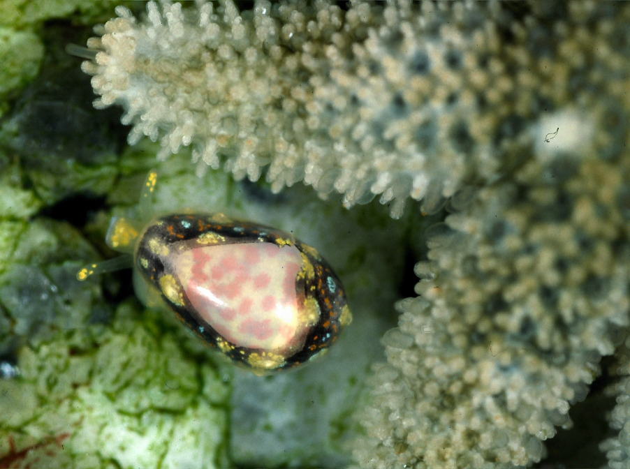 six-rayed sea stars (Multi-Agency Rocky Intertidal Network ) · iNaturalist