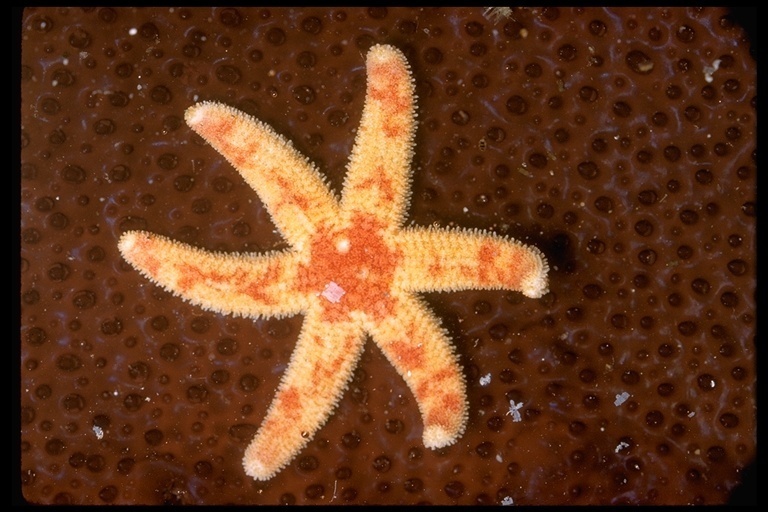 six-rayed sea stars (Multi-Agency Rocky Intertidal Network ) · iNaturalist