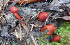 Cortinarius erythraeus