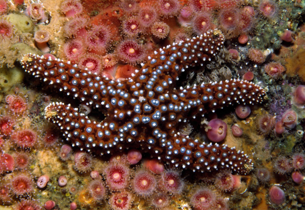 Giant Sea Star Multi Agency Rocky Intertidal Network INaturalist giant-sea-star-multi-agency-rocky-intertidal-network-inaturalist
