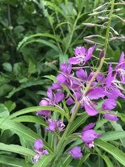 Chamaenerion angustifolium