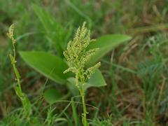Rumex thyrsiflorus