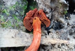Cortinarius erythraeus