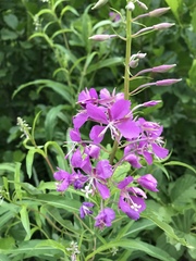 Chamaenerion angustifolium